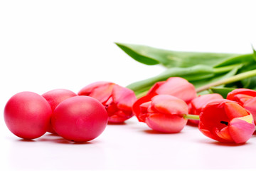 Tulips in pink or red colors isolated on white background
