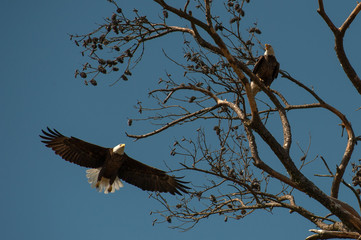 Bald Eagles