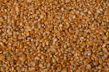 the corn background