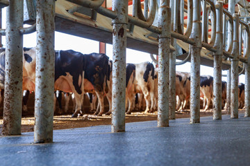Alignment of dairy cows in milking parlor