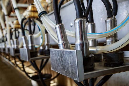 close-up of an automatic milking machine in a dairy cow farm