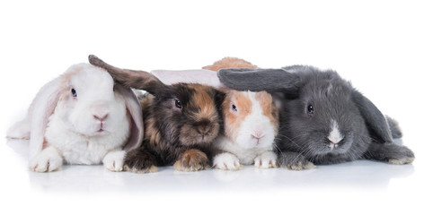 Four funny lop eared rabbits isolated on white