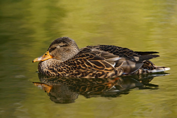 Stockentendame in flüssigem Gold