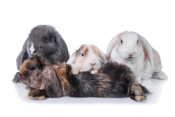 Four lop eared rabbits isolated on white