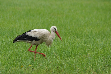Weißstorch - [Ciconia ciconia]