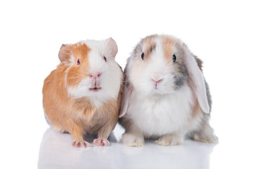Little rabbit with guinea pig isolated on white