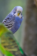 Blue budgerigar looking at camera