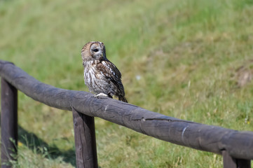 Owl sitting on a wooden fence