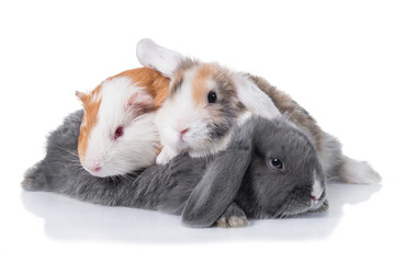 Two little lop eared rabbits with guinea pig isolated on white