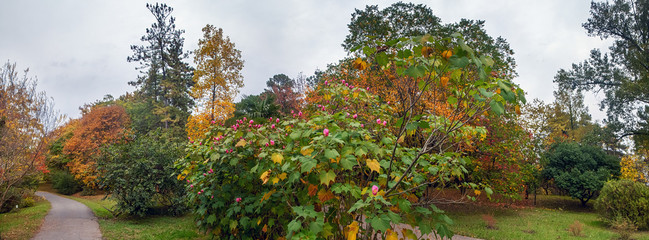 Obraz premium Autumn flowers in the Arboretum of Sochi. Russia