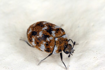 varied carpet beetle Anthrenus verbasci home and storage pest