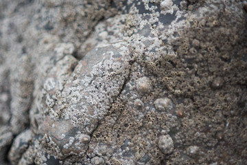 Barnacle Rock