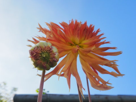 Dahlie erfrischend unter blauen Himmel...