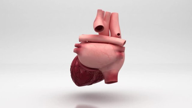 Attacco di cuore, Anatomia, Cuore, illustrazione 3d, medicina, ospedale, 4k
