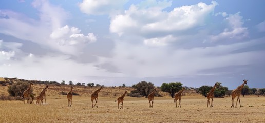 Fototapeta na wymiar Giraffen im Kgalagadi Transfrontier Nationalpark
