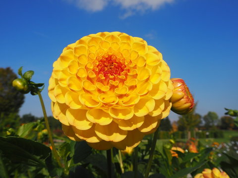 gelbe Dahlie...blauer Himmel... Herz was willst du mehr;.)
