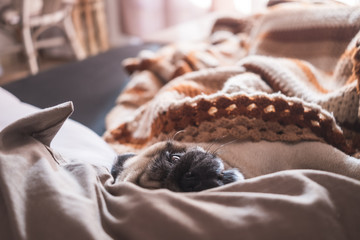 Hidden pug sleeping on the sofa at home