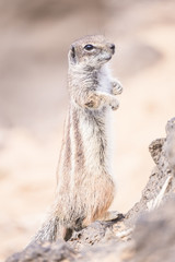 stand up squirrel looking for something