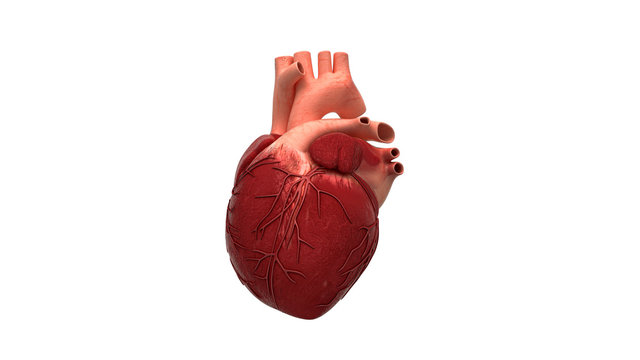 Attacco di cuore, Anatomia, Cuore, illustrazione 3d, medicina, ospedale