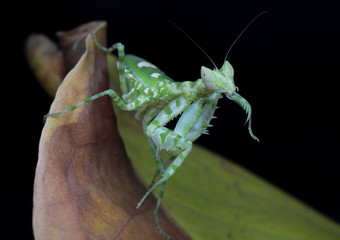 mantis army pose