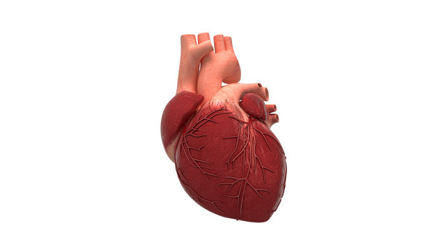 Attacco di cuore, Anatomia, Cuore, illustrazione 3d, medicina, ospedale