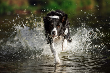 Border collie running in the water - obrazy, fototapety, plakaty