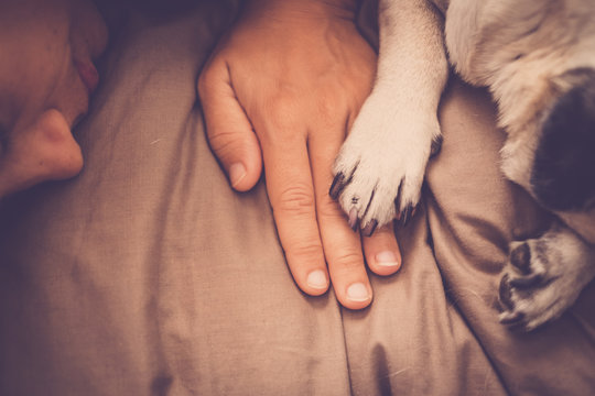 Best Friends Woman And Dog Sleeping Together With Paw On Hands