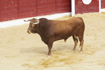 Toro bravo en la arena de una plaza de toros. España