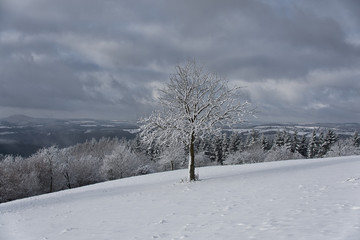 Tree on Steinerberg, Germany and view of Eifel National Park in winter