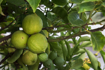 Limes on the branch