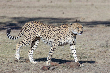 Cheetah