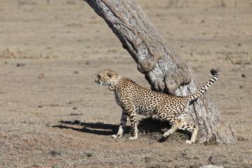 Cheetah