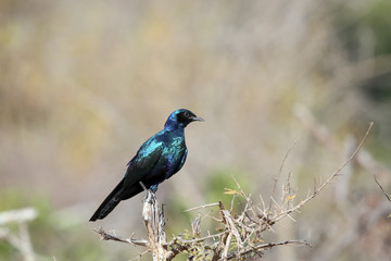 Burchell's Starling