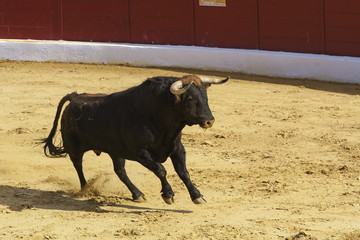 Toro bravo en la arena de una plaza de toros. España