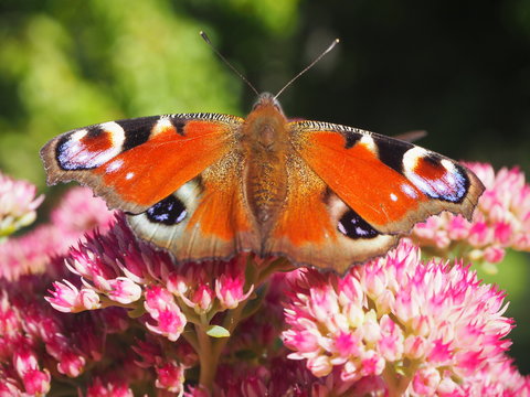 Schmetterling auf einer roten Blume....
