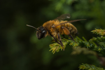 Female Andrena mining-bee
