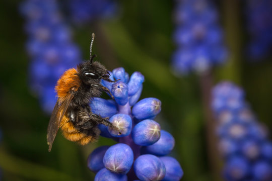 Tawny mining-bee on a globe hyacinth flower
