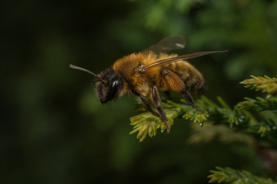 Female Andrena mining-bee