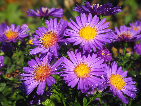 Herbstblume strahlend in violett!!