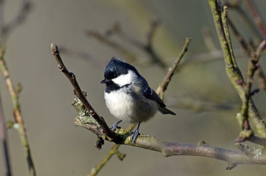 Tannenmeise (Periparus ater) - Coal tit