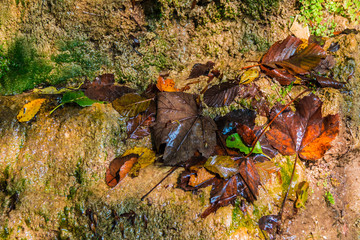 A wet wall of a mountain with lying rotting autumn leaves of trees on it closeup
