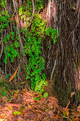 A wall of a mountain with wet vegetation and glares of sunlight and dry leaves lying on the ground in sunny autumn day
