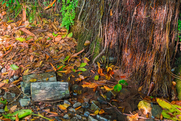 A wall of a mountain with wet vegetation and glares of sunlight and dry leaves lying on the ground in sunny autumn day
