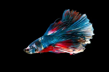 Fotobehang The moving moment beautiful of siam betta fish in thailand on black background.  © Soonthorn