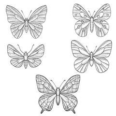 Fototapeta na wymiar vector set of butterflies