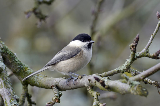 Weidenmeise (Poecile montanus) - Willow tit