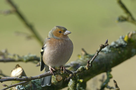 Weiblicher Buchfink (Fringilla coelebs) - Common chaffinch / female