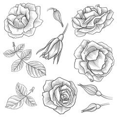 vintage vector floral set