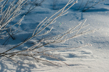 Frozen branches with hoarfrost. Branches covered with hoarfrost on a frosty sunny morning.