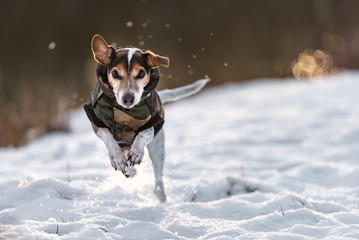 small dog runs over a meadow in the snow in winter and wears a warm coat - Cute Jack Russell Terrier hound, 11 years old, hair type smoot - obrazy, fototapety, plakaty